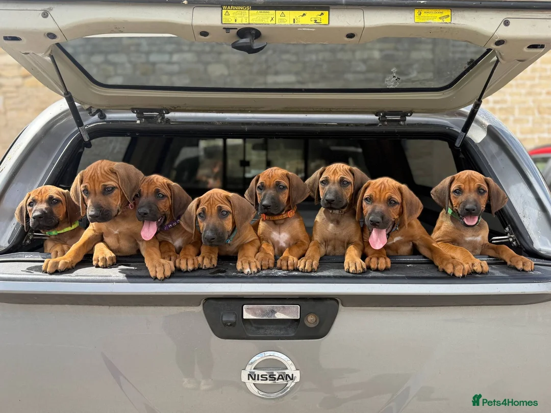 Rhodesian Ridgeback dogs for sale: * 3 Girls with Black Masks Available *  - Advert 1