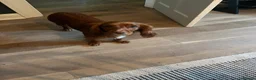 Cocker Spaniel dogs for sale: KC REGISTERED WORKING COCKER SPANIEL PUPPIES - Advert 7