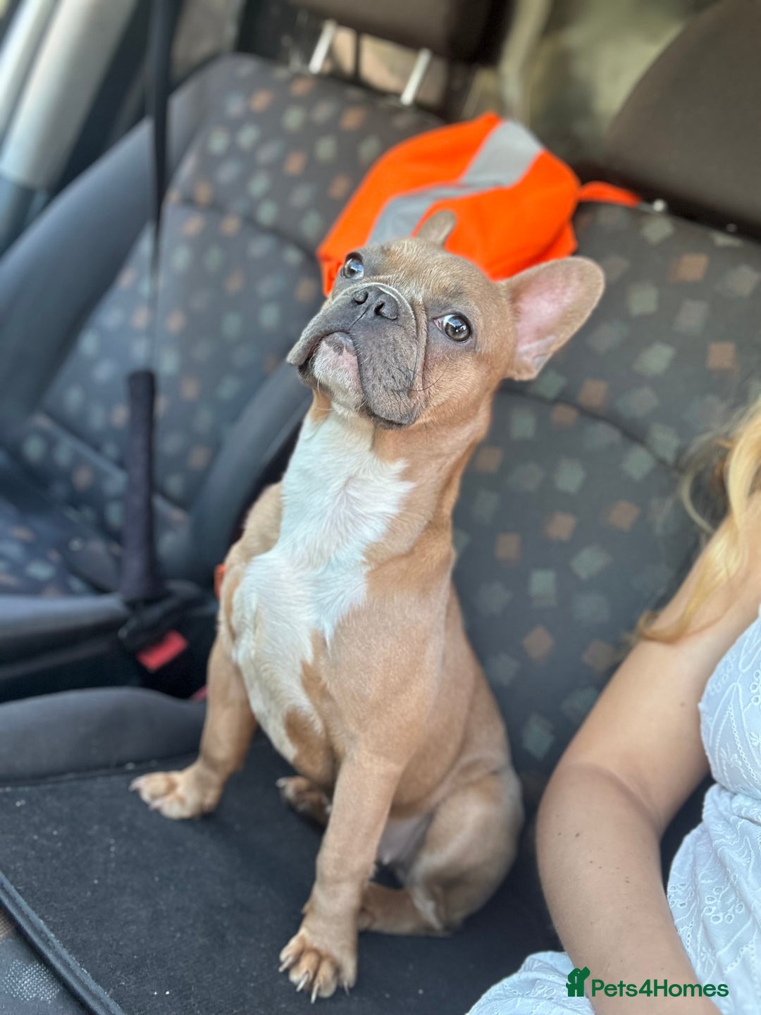 French Bulldog dogs for sale: Frenchie puppies  - Advert 1