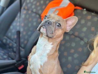 French Bulldog dogs Frenchie puppies - Advert 1