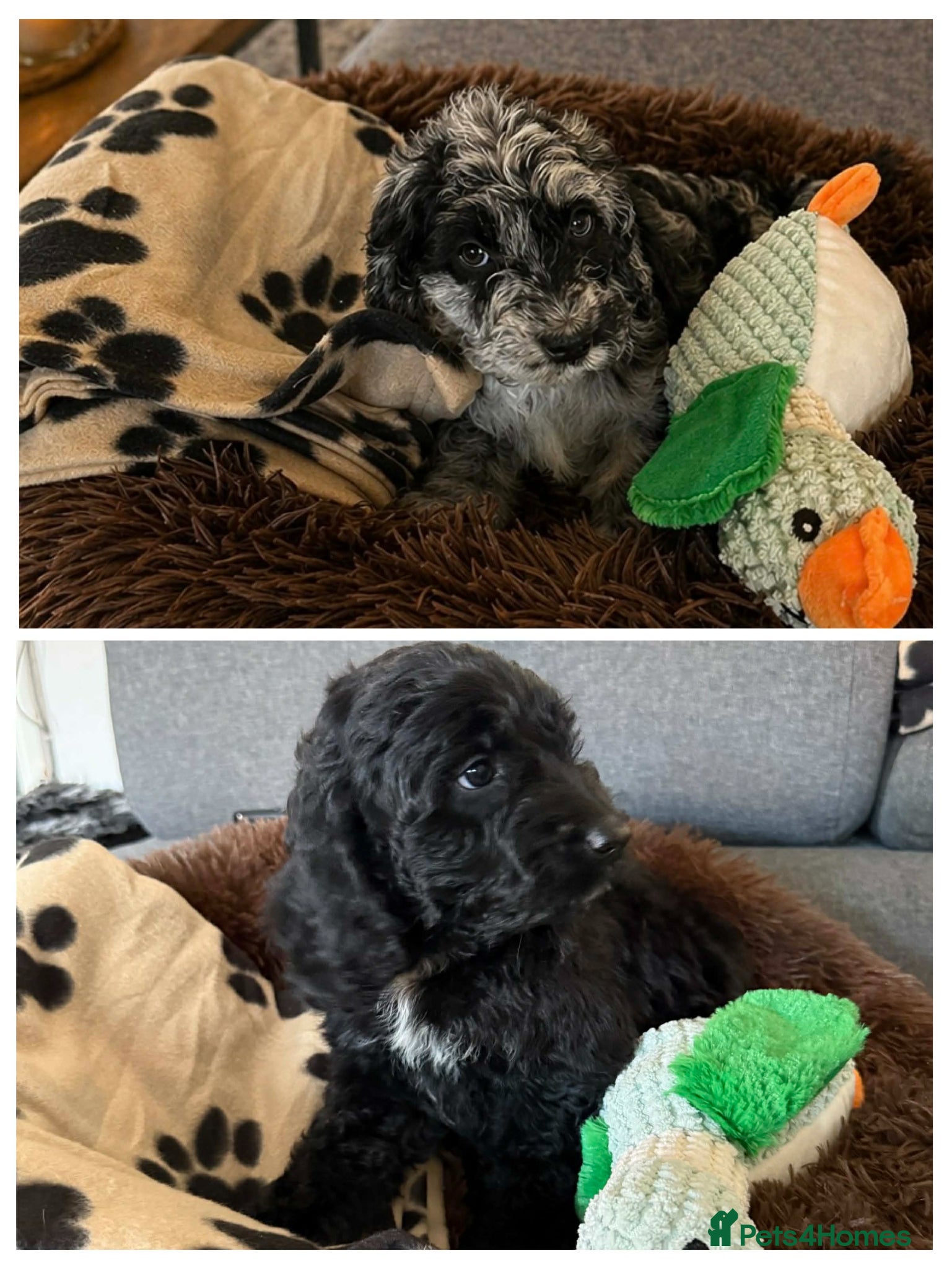 Australian Labradoodle dogs AUSTRALIAN LABRADOODLE READY FOR A NEW HOME - Advert 5