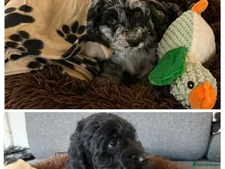 Australian Labradoodle dogs AUSTRALIAN LABRADOODLE READY FOR A NEW HOME - Advert 5