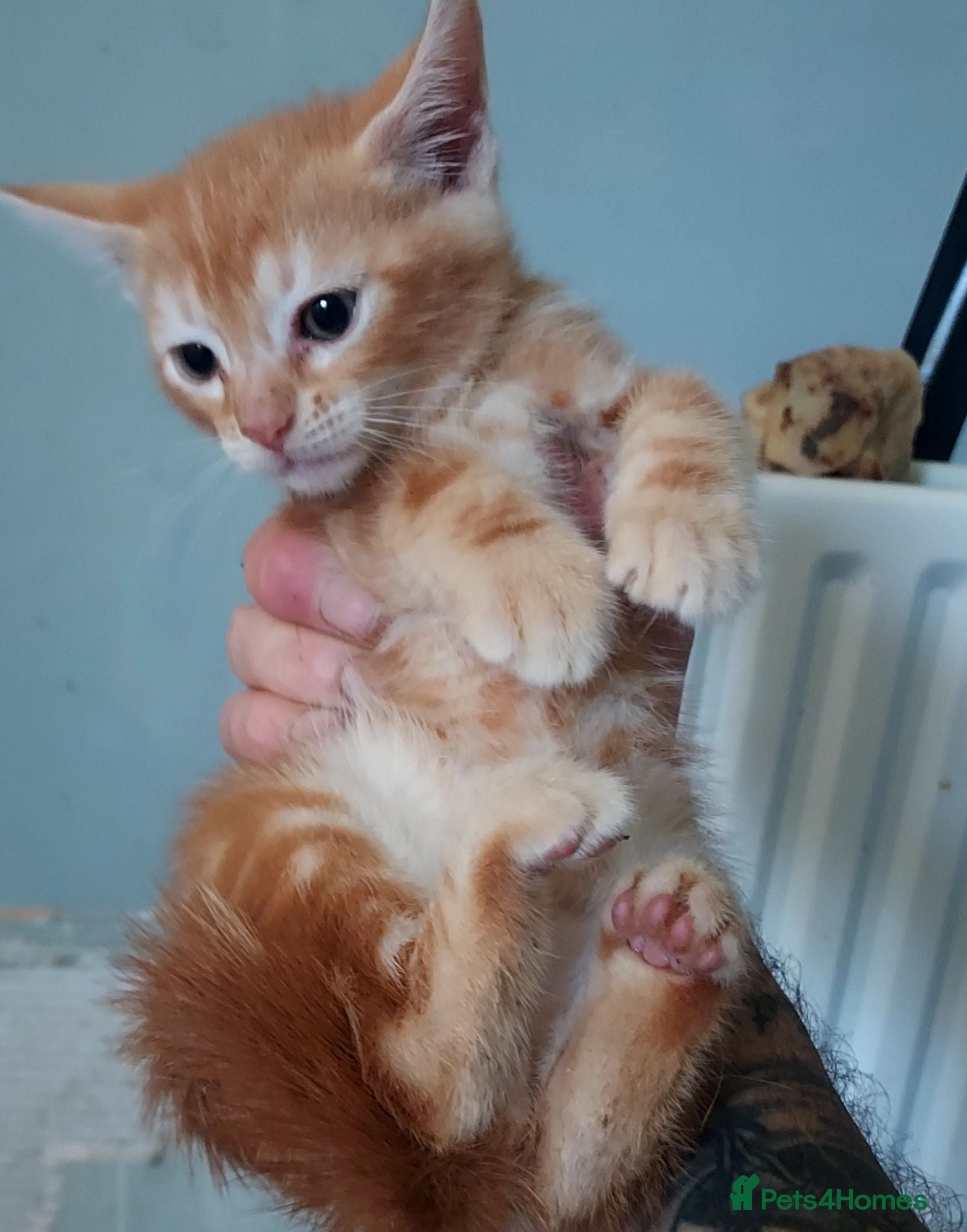 Mixed Breed cats Gingal kittens (GINger + benGAL)  x 5 - Advert 15