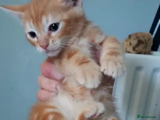 Mixed Breed cats Gingal kittens (GINger + benGAL) x 5 - Advert 2