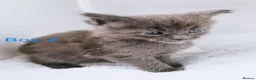 Maine Coon cats for sale: DNA health tested blue maine coon kittens - Advert 25