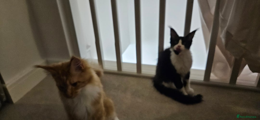 Maine Coon cats for sale: Giants TICA and GCCF Maine Coon registered  - Advert 2