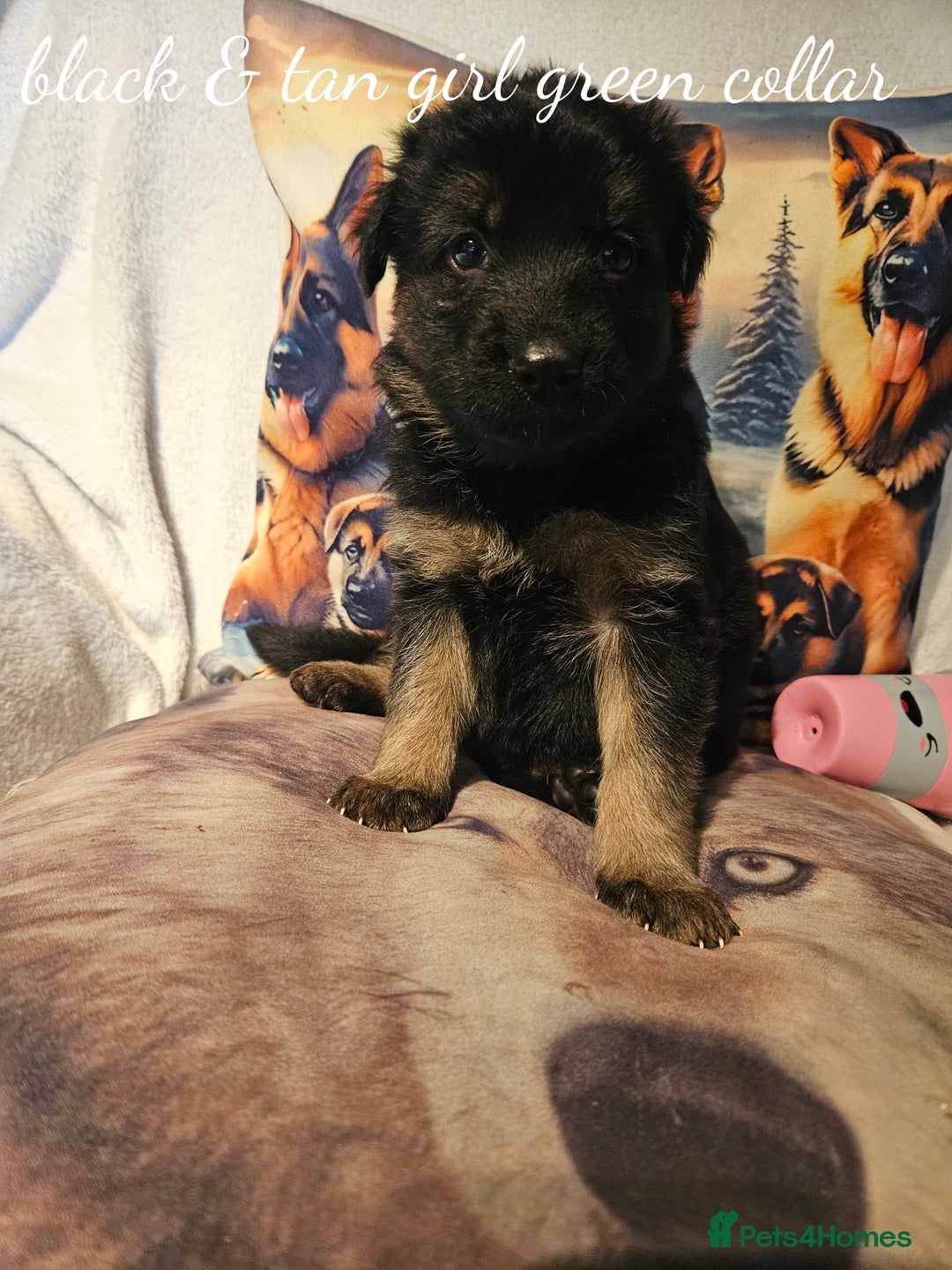 German Shepherd dogs for sale: GLENCONNER KC REGISTERED GERMAN SHEPHERD PUPS  - Image 6