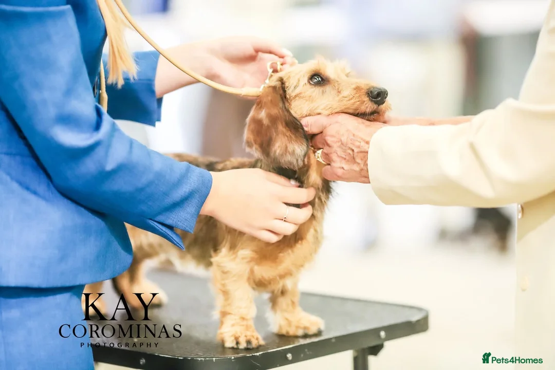 Miniature Dachshund dogs for stud: Beautiful shaded red mini wire for stud in Studley - Advert 2