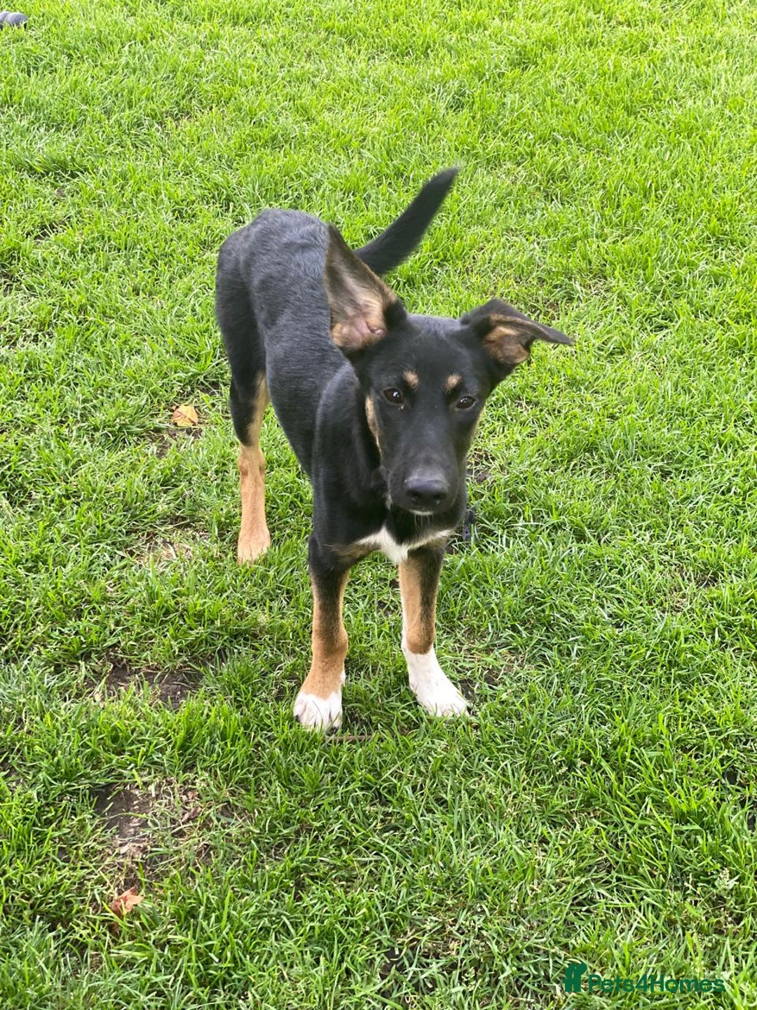 Mixed Breed dogs for adoption: 💙🐶 BAX 🐶💙 - Image 6