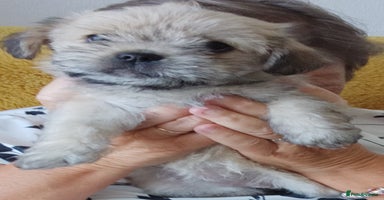 Maltipoo dogs - Advert 13