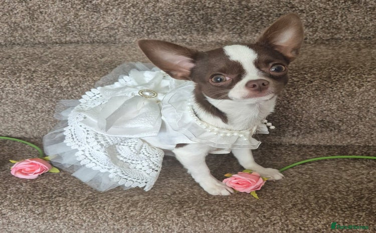 Chihuahua dogs in Dagenham - Advert 5