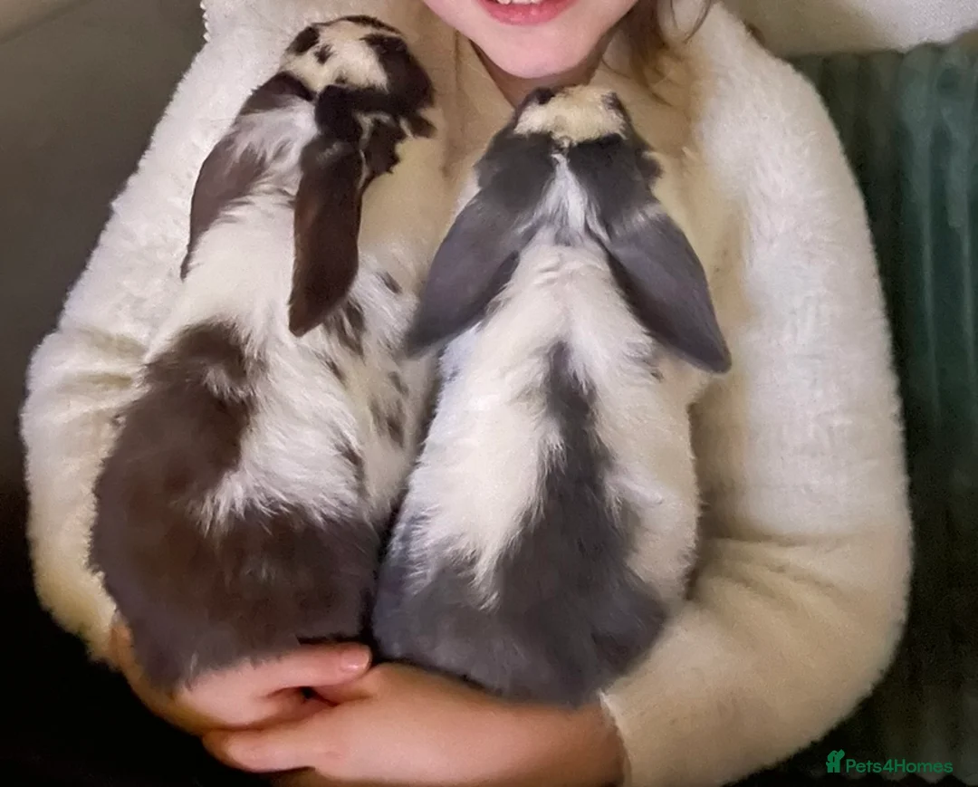 Mini Lop rabbits for sale: Mini Lops - Advert 5
