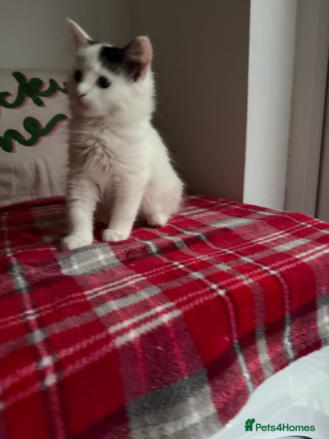 Mixed Breed cats for sale: 2 Adorable Fluffy Kittens  - Image 7