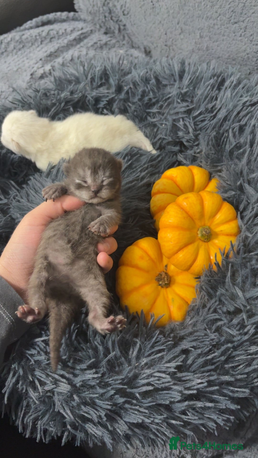 British Shorthair cats for sale: Rare silver smoked British shorthair kitten - Image 5