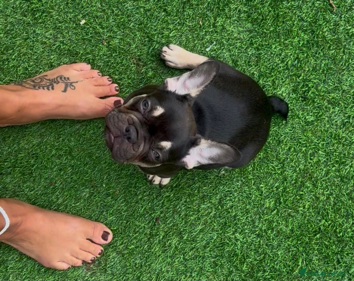 French Bulldog dogs Buster  - Advert 2