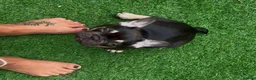 French Bulldog dogs for sale: Buster  in Cardiff - Advert 1