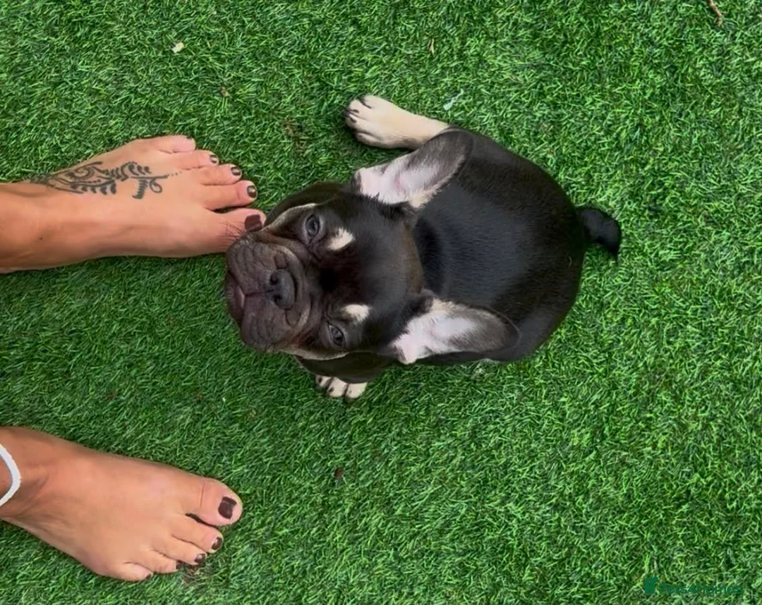 French Bulldog dogs for sale: Buster  in Cardiff - Advert 1