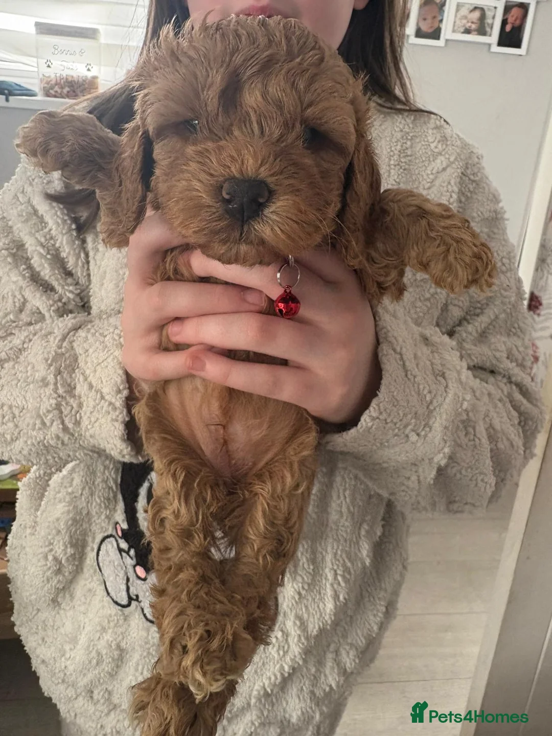 Cockapoo dogs for sale: Cockapoo pups for sale - Advert 8