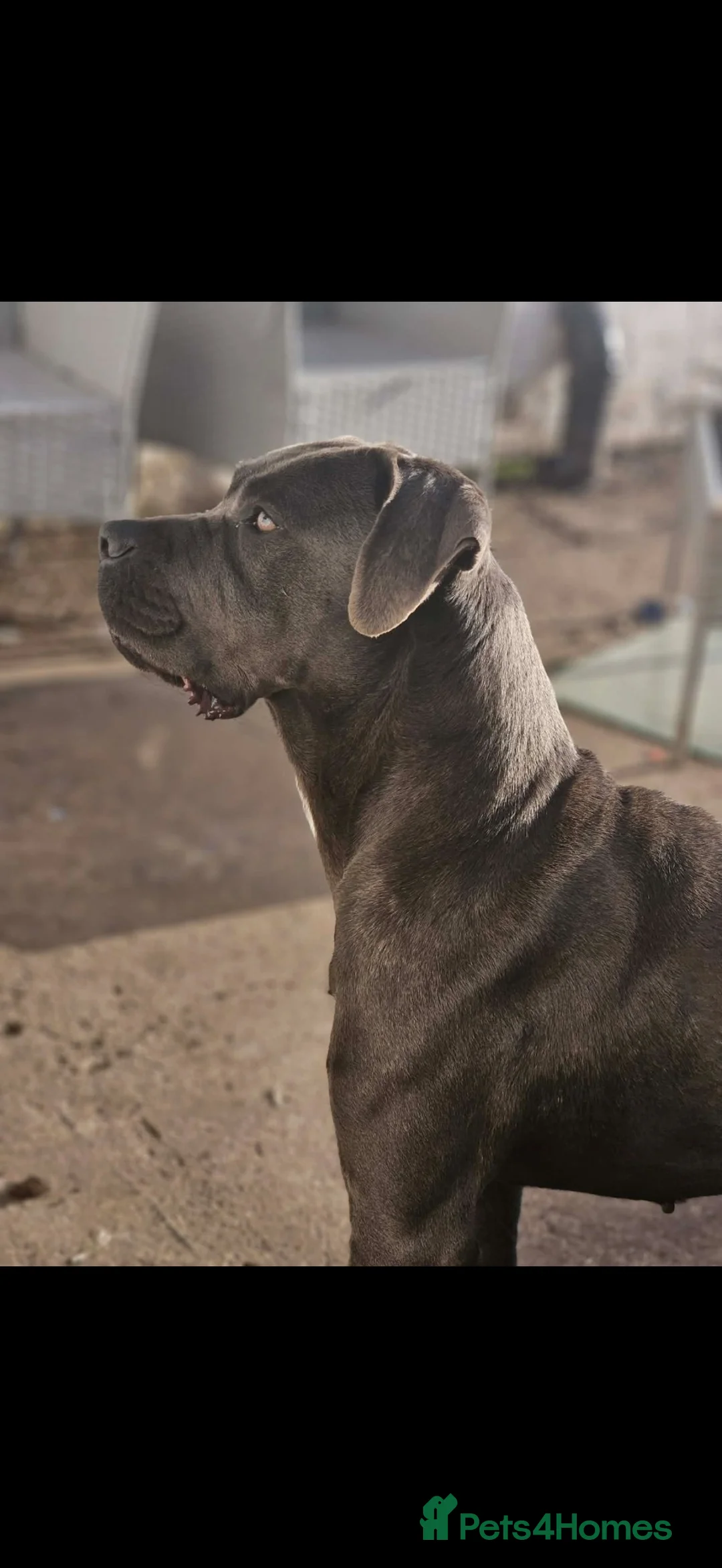 Cane Corso dogs for sale: 15 month old cane corso - Advert 1