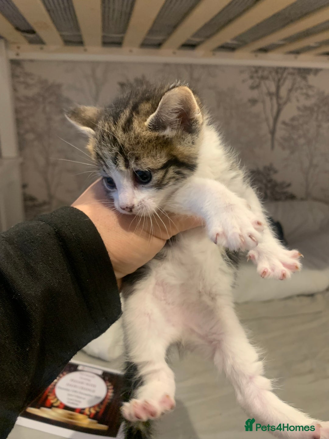 Mixed Breed cats for sale: 4 beautiful tabby kittens - Advert 10