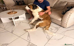 Saint Bernard dogs for sale: Saint Bernard looking for forever home - Image 4