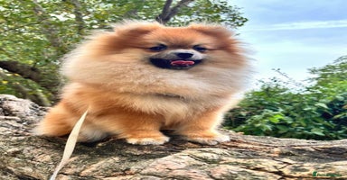 Pomeranian dogs in London - Advert 5
