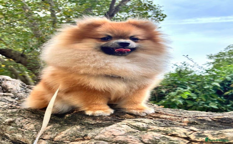 Pomeranian dogs in London - Advert 9