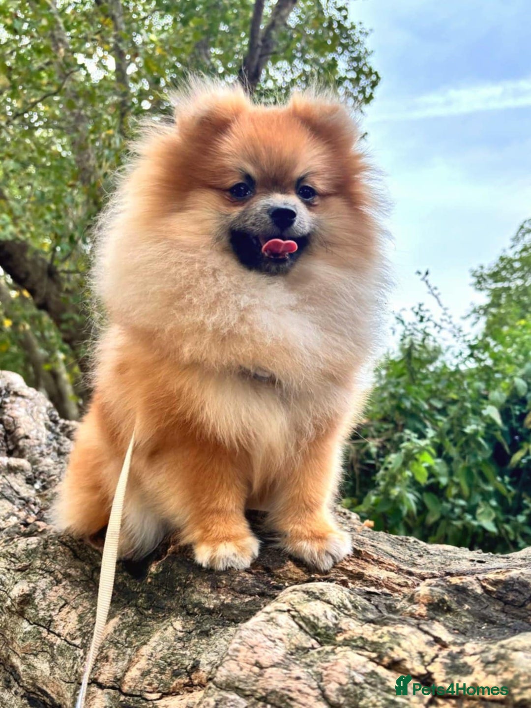 Pomeranian dogs for sale: 2 beautiful Pomeranian girls in London - Image 2