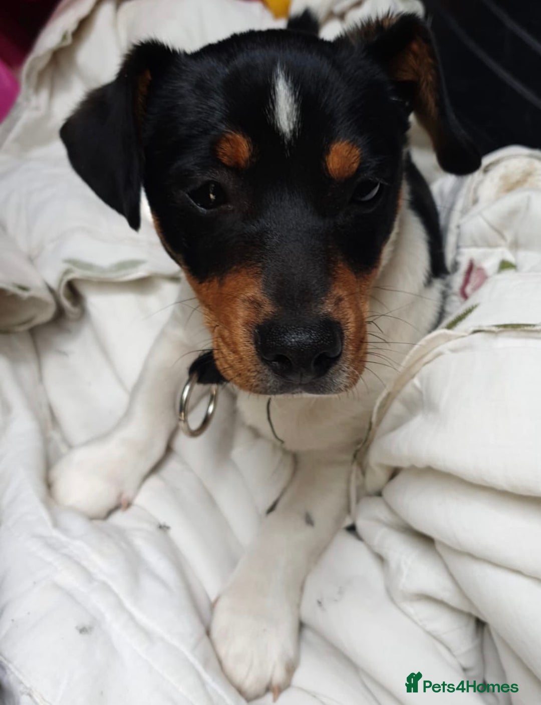 Jack Russell dogs for sale: Jack Russel puppies - Advert 4