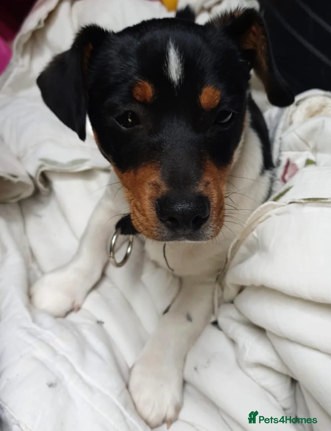 Jack Russell dogs for sale: ❌ sold ❌Jack Russel puppies - Advert 5