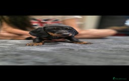 Dachshund dogs for sale: Beautiful puppies - Image 18