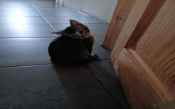 Oriental cats for sale: 2girls 1 boy - Advert 11