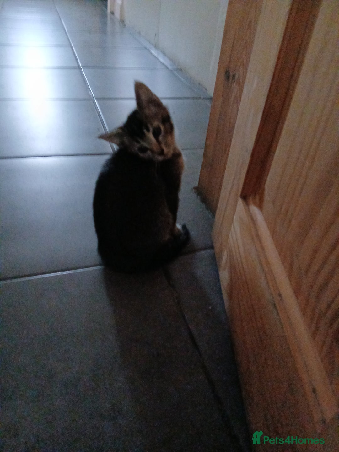 Oriental cats for sale: 2girls 1 boy - Advert 11