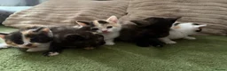 Aegean cats for sale: Aegeans kittens are looking for forever home ❤️ - Advert 9