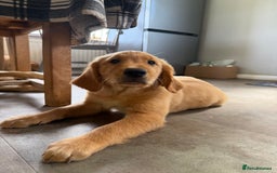 Golden Retriever dogs for sale: KC registered/Health tested Golden Retrievers  - Image 7