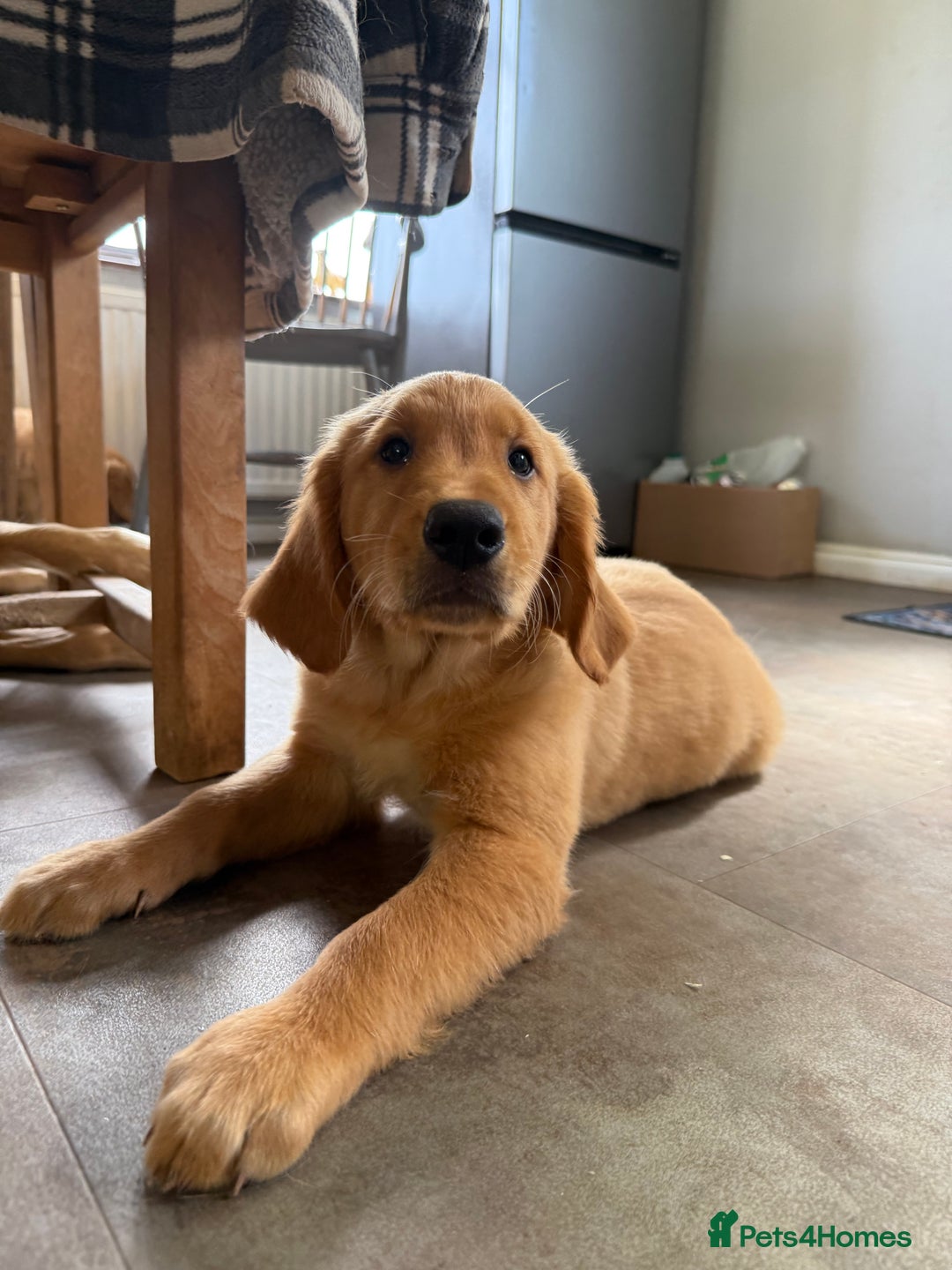 Golden Retriever dogs for sale: KC registered/Health tested Golden Retrievers  - Image 7