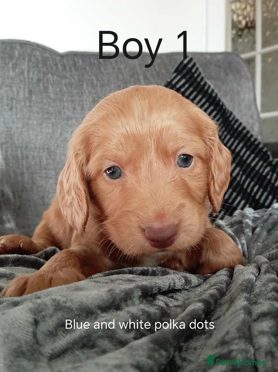 Cockapoo dogs for sale: 8 Beautiful Cockapoos puppies - Advert 10