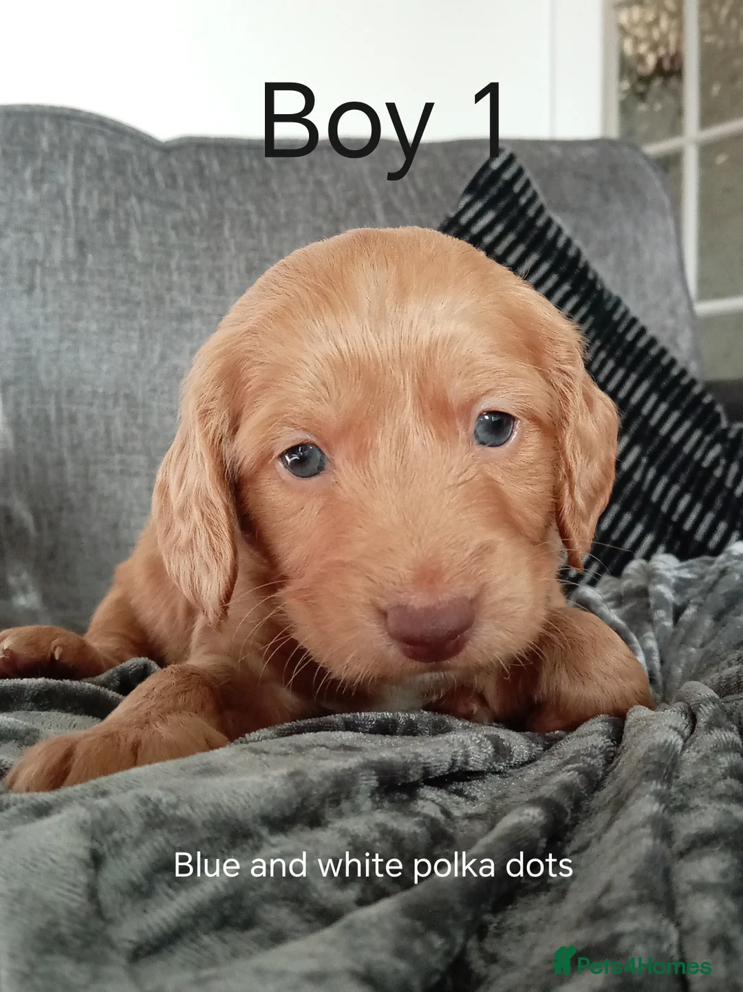 Cockapoo dogs for sale: 8 Beautiful Cockapoo Puppies - Advert 9