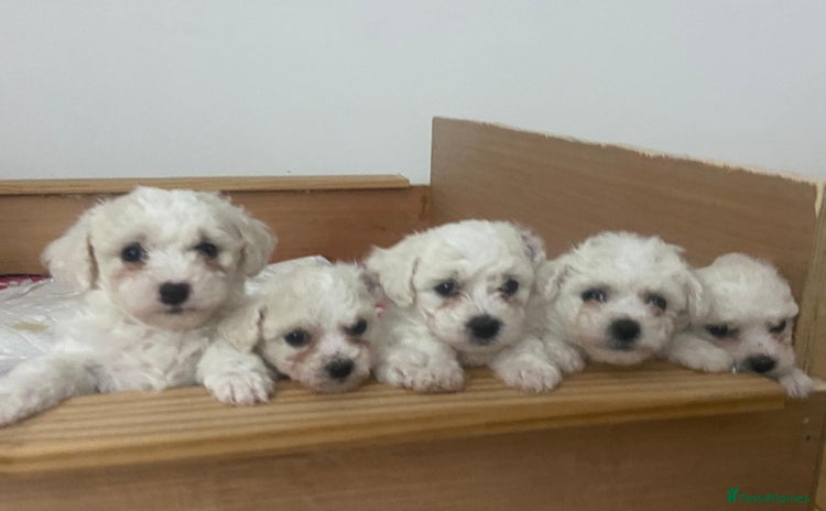 Bichon Frise dogs - Advert 1
