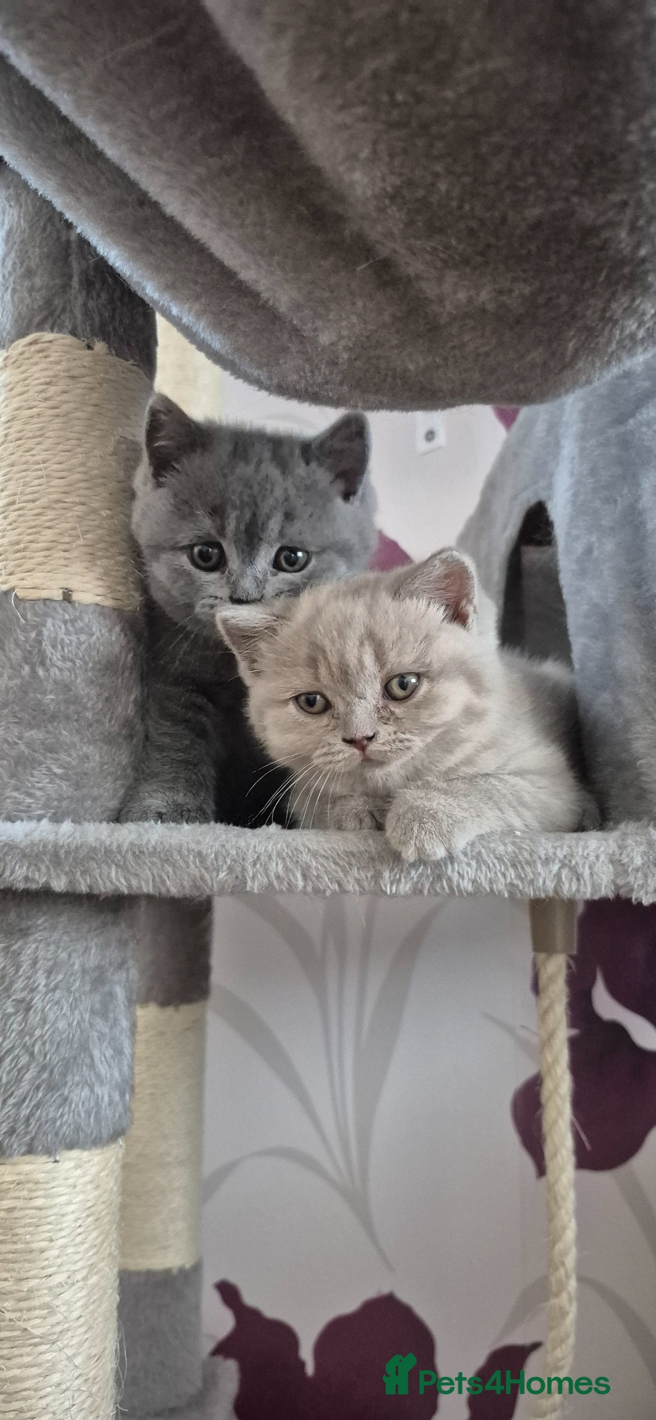 British Shorthair cats for sale: British shorthair kittens for sale  in Gloucester - Advert 7