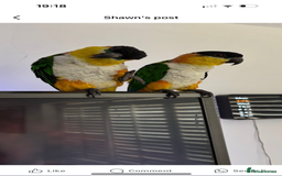 Parrots birds for sale: Black head caique - Image 3