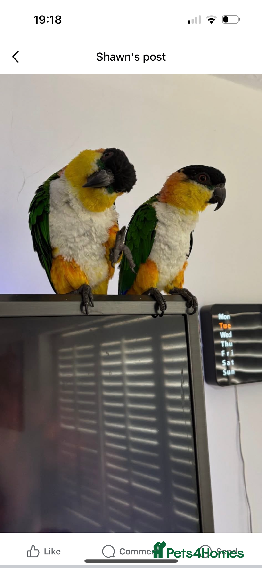 Parrots birds for sale: Black head caique - Image 3