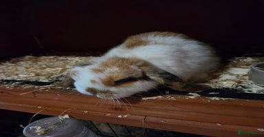 Mini Lop rabbits - Advert 6