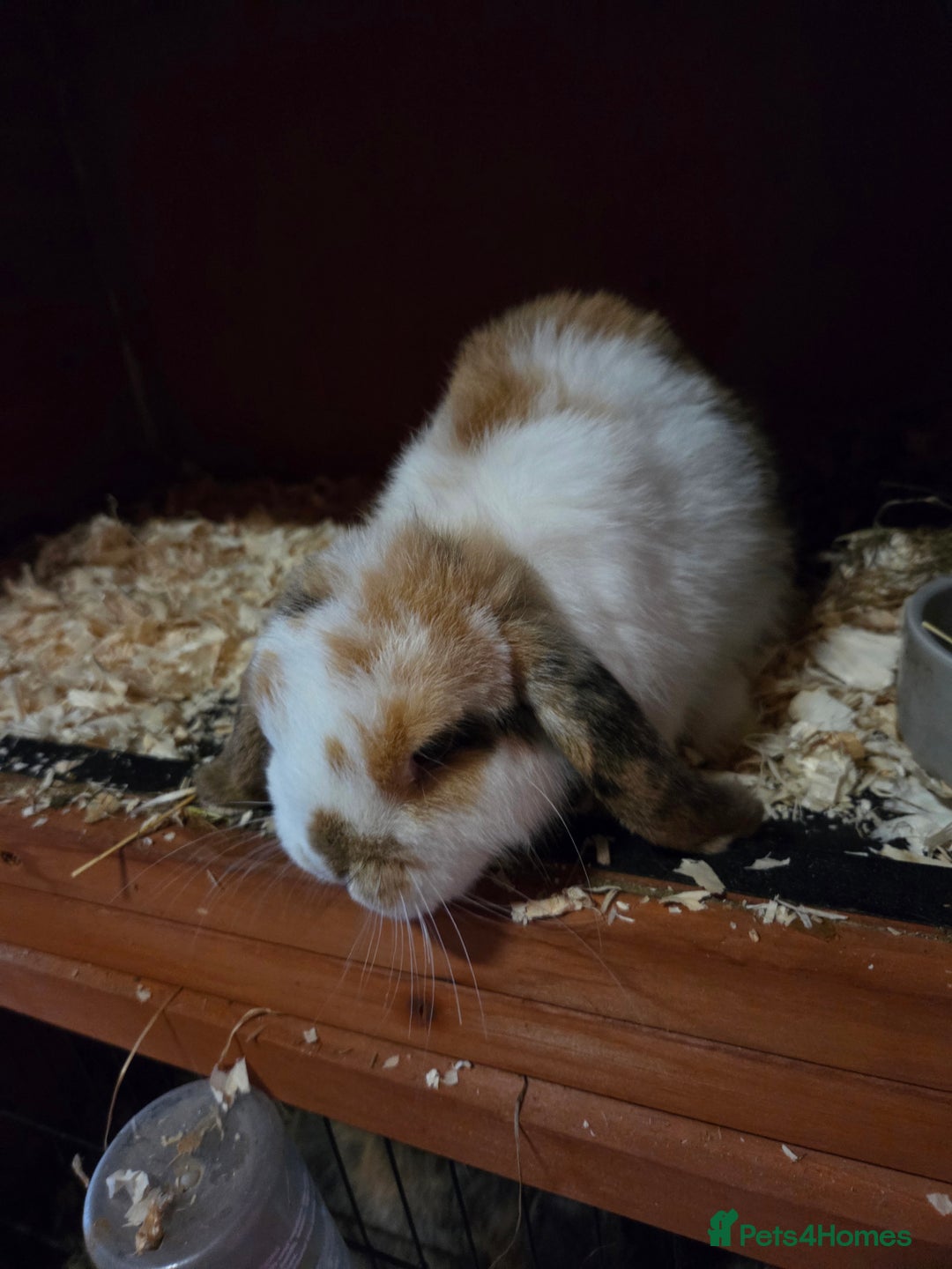 Mini Lop rabbits for sale: 💙🩷 young friendly pure bred mini lops🩷💙 - Image 3