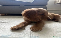 Cockapoo dogs for sale: Boy Cockapoo puppies - Image 6