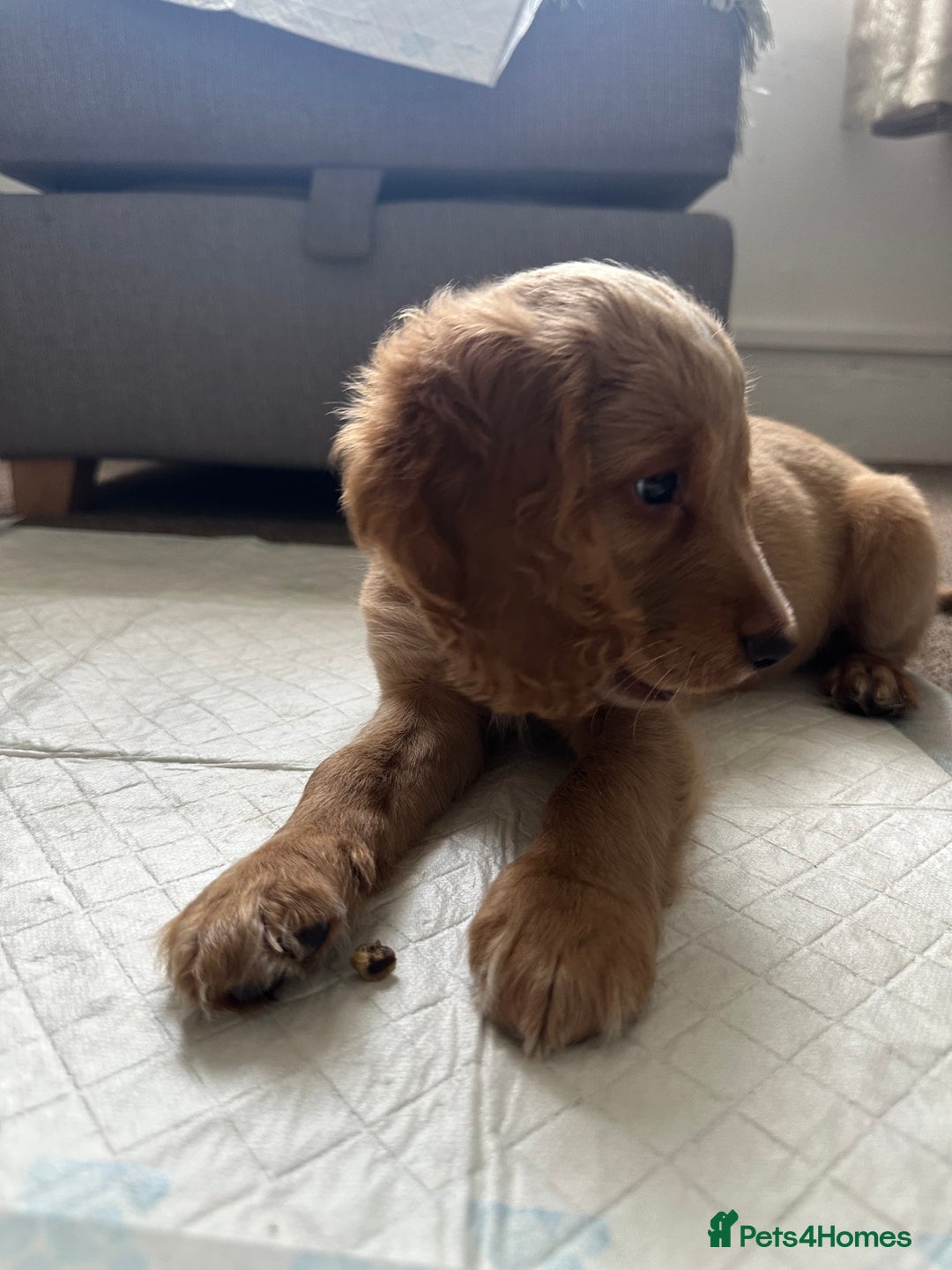 Cockapoo dogs for sale: Boy Cockapoo puppies - Image 6
