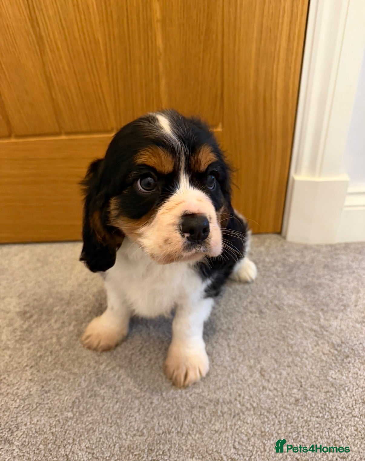 Cavalier King Charles Spaniel dogs Beautiful health tested cavalier King Charles  - Advert 1