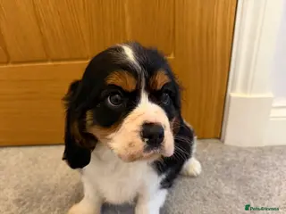 Cavalier King Charles Spaniel dogs Beautiful health tested cavalier King Charles - Advert 1