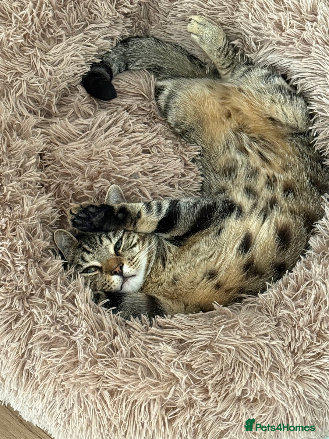 Mixed Breed cats for sale: Identical Twin boys Ralph & Felix  - Advert 6