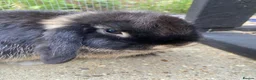 Mini Lop rabbits for sale: 🤎Black otter mini lop female with cage & cover🤎  - Advert 6